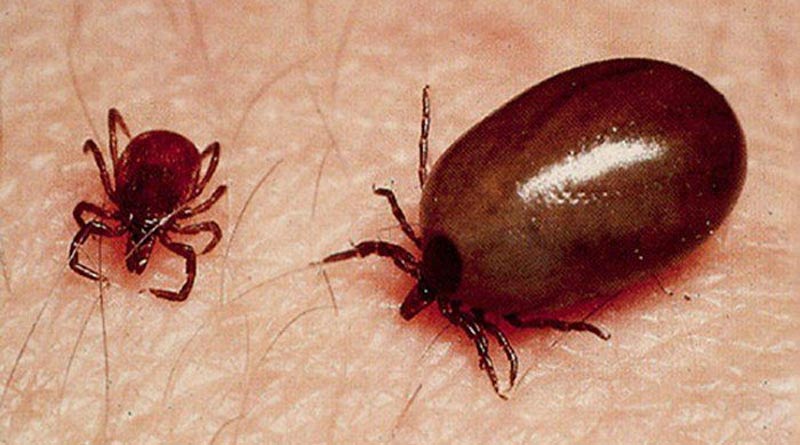 scrub-typhus