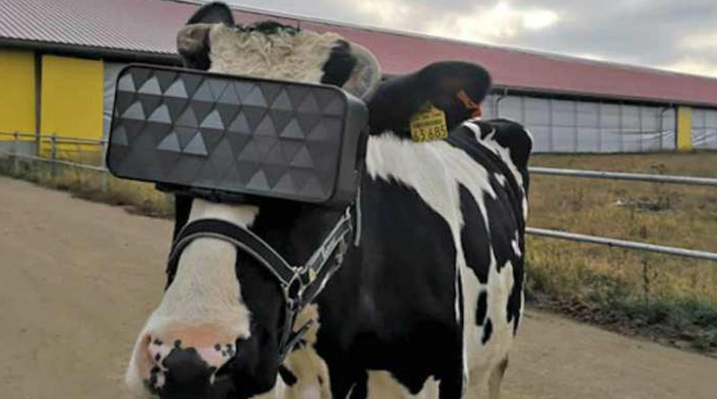 cow