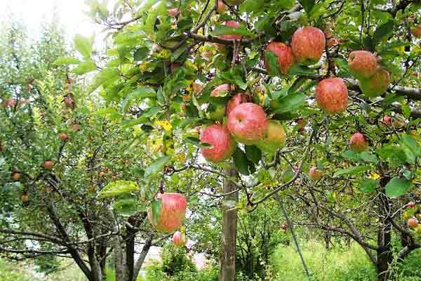 Apple-Cultivation