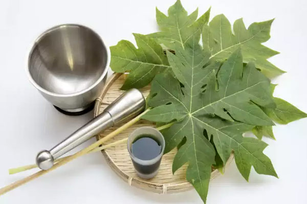 Papaya Leaf