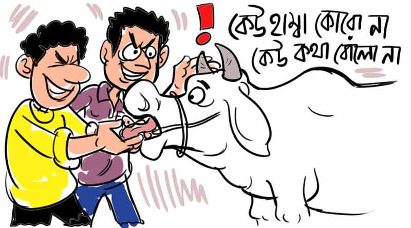 Thieves feed cows salt and oil to bring them out from the stable
