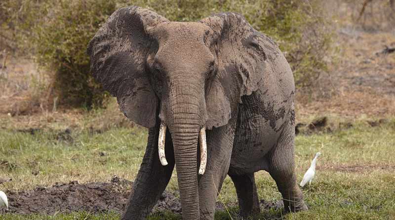Restless elephant,being agitated by mob killed old man in Purulia