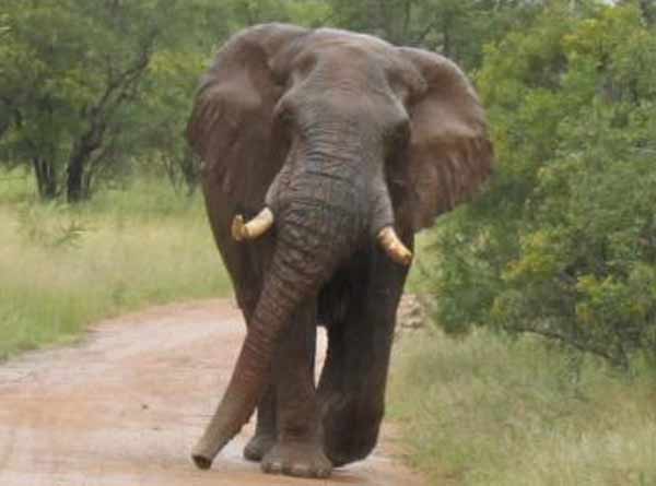 elephant