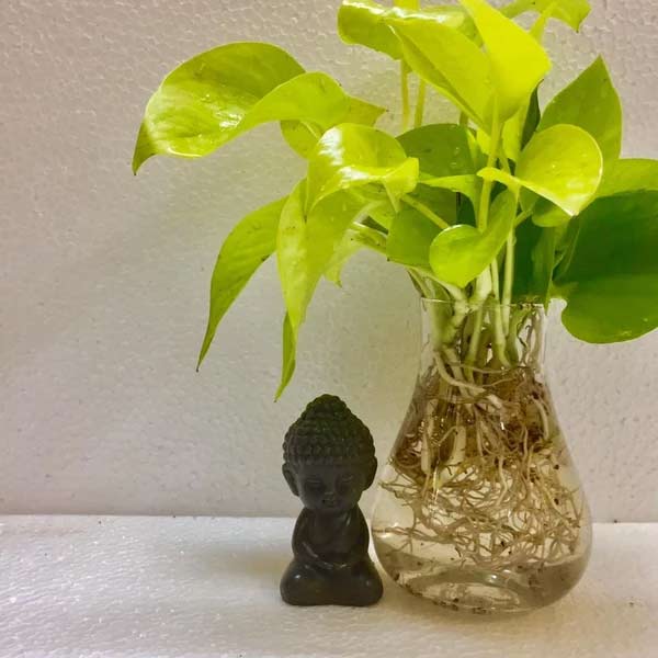 money-plant