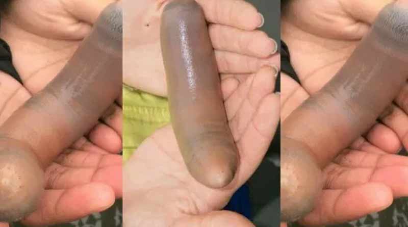 'Penis Fish'! sea beach of California covered with such creatures, see pics