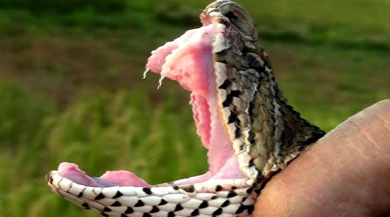 snake-1