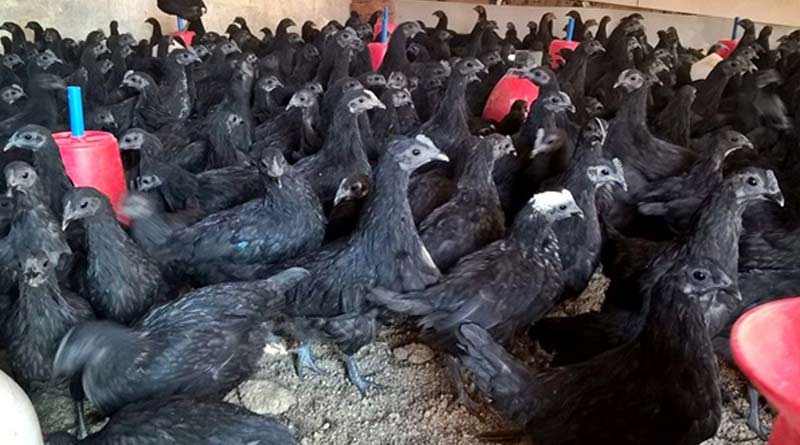 Karaknath-Chicken