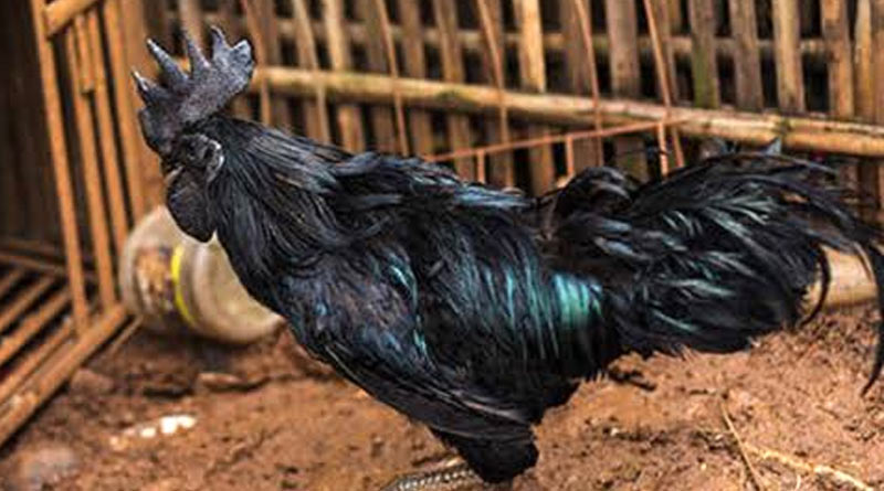 State agriculture department distributes Kadaknath Chicken