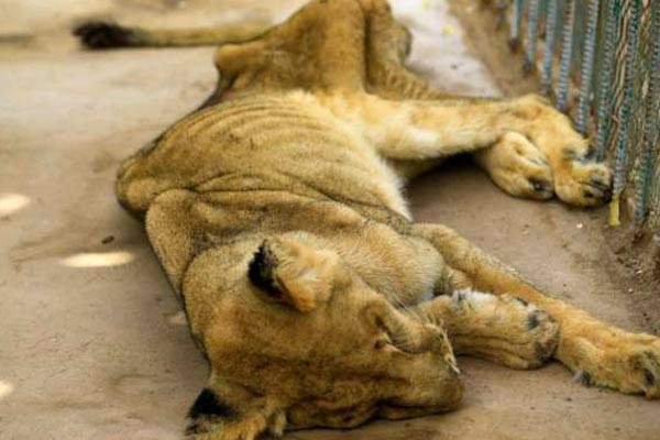 Lion