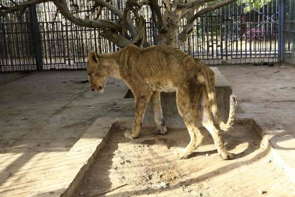 Lion
