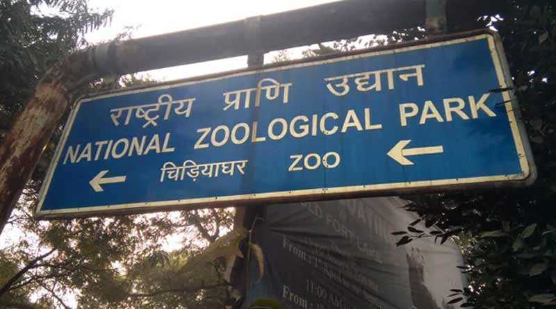 Special protection for tigers, lions of Alipore Zoo in Kolkata