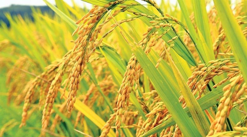 Peacocks destroying paddy field in North Bengal, farmers in trouble | Sangbad Pratidin