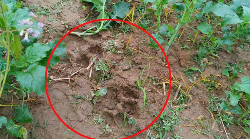 An unknown animal spreading fear among the villagers in Barikul