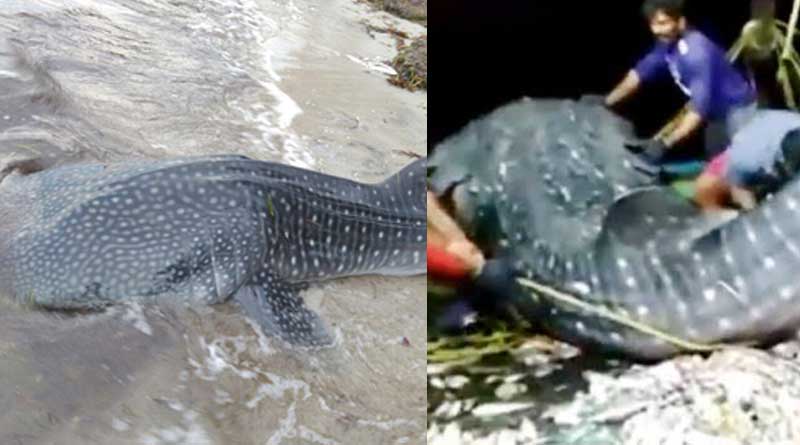 Fishermen hail for releasing rare whale shark and praised for the work