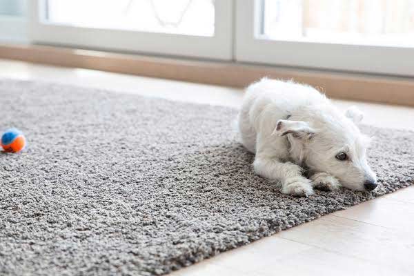Carpet