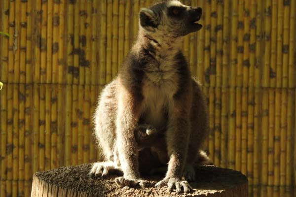 Lemur