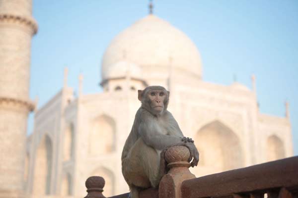 TajMahal 