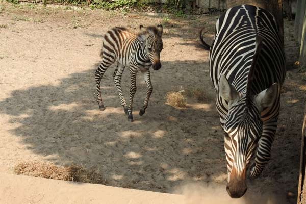 Zebra