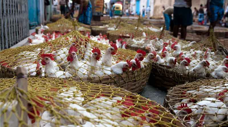 Chicke price is being high due to Lockdown in the Country