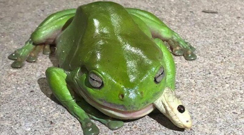 Frog eats venomous snake and survives after multiple bites