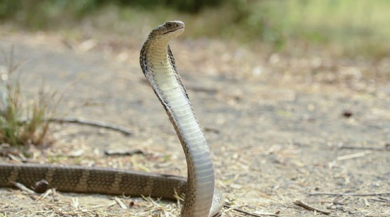 Boy bites cobra to death in Chhattisgarh। Sangbad Pratidin
