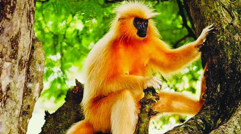 Umananda river island’s last golden langur passes away