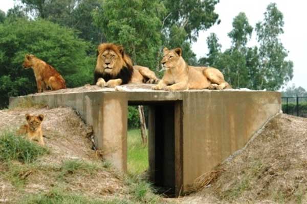 pak-lion