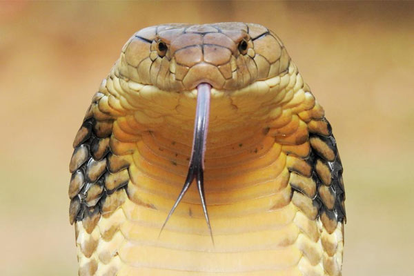 snake-2