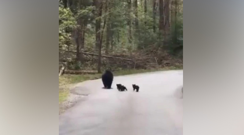 Video of bear crossing a forest road with its cubs goes viral