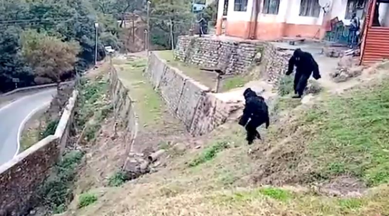 ITBP Police personnel dressed in 'bear' costume to scare away monkeys