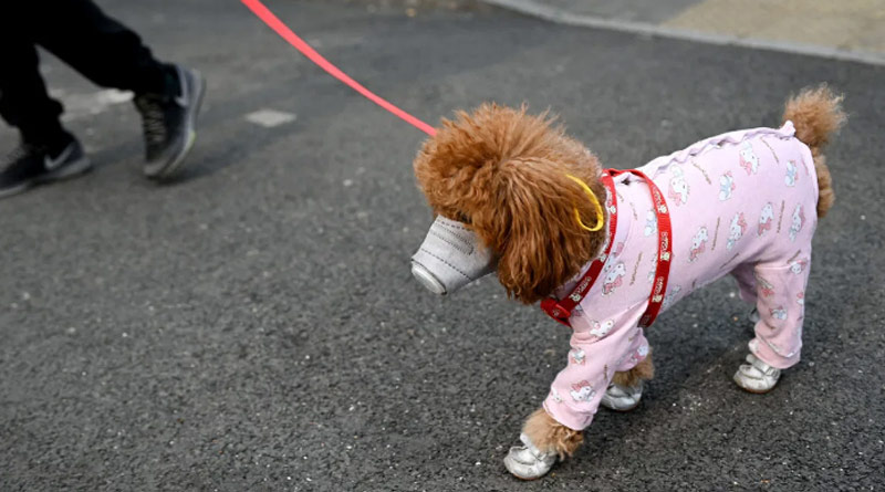 Pet Dog In Hong Kong First Case Of Human To Animal Corona Transmission