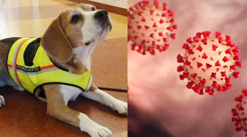Dogs will be trained to identify Corona patients by smeeling them
