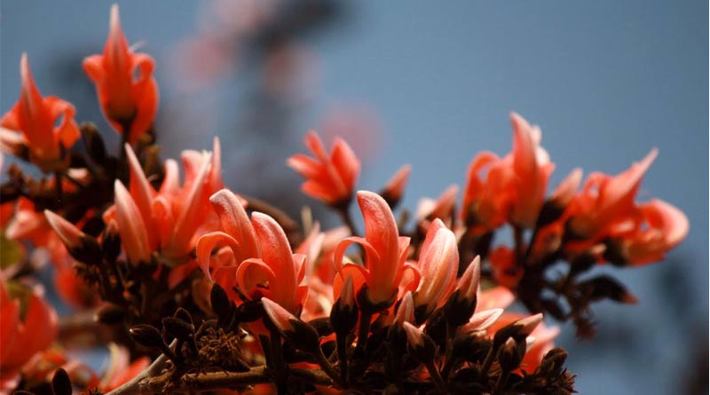 palash-1