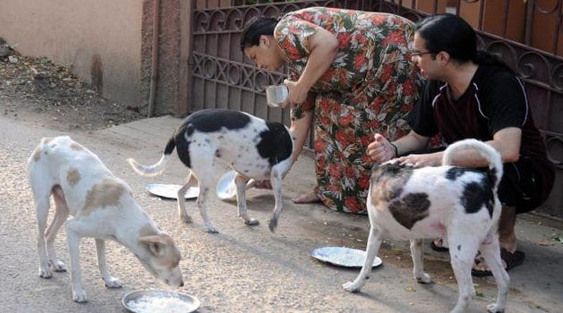 Are you feeding street dogs during lockdown?Be aware of touching