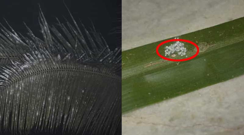 Green leaves turn into whitish in Bongaon and Nadia, people scare of Corona