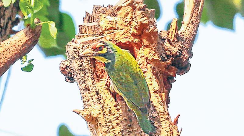 Many birds are returned to Kolkata amid Lock down