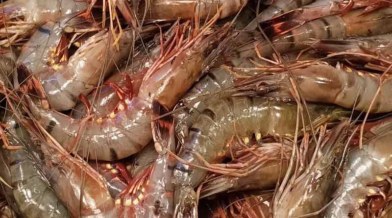 Here are some important tips to grow prawn । Sangbad Pratidin