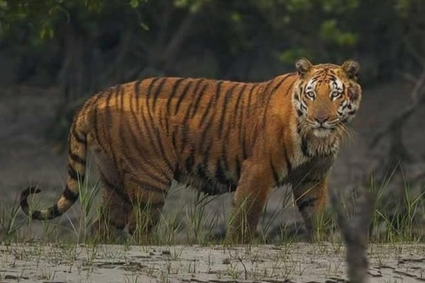 Royal-Bengal Tiger