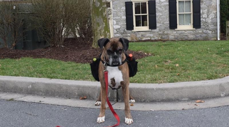 US winery dog delivers wine to customers in quarantine