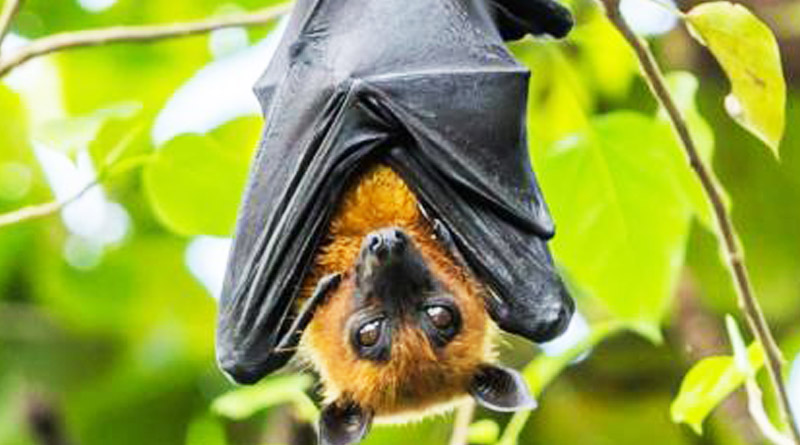 bat
