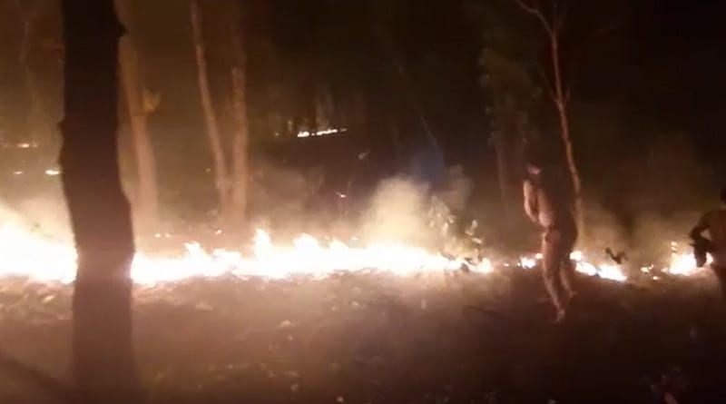 Jungle-Fire