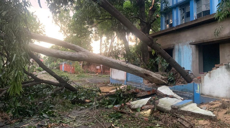 6.5 crore tree will be planted in West Bengal after Amphan cyclone