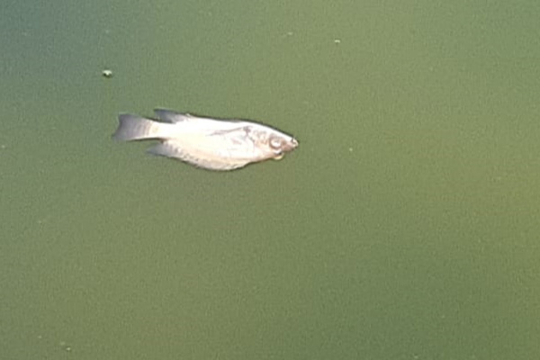 Fish-death1
