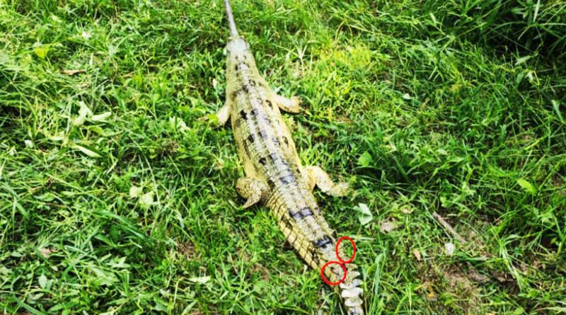 Endangered Gharial travels from Nepal to West Bengal, Hoogly