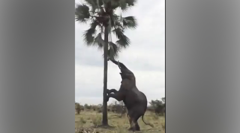 A rare tree climbing elephant moment to cherish