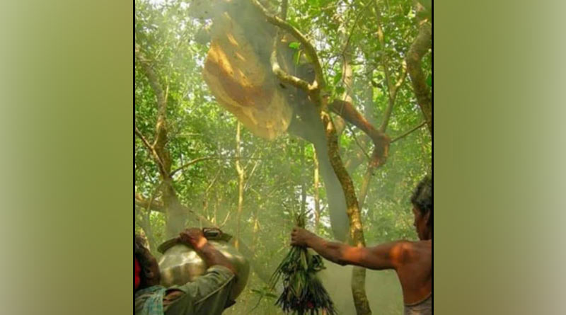 During lockdown, people at Sundarban cannot collect honey from the forest