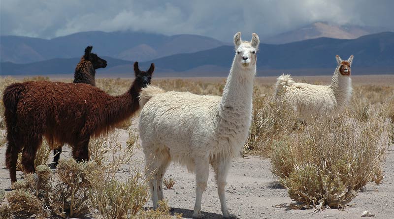 Llamas hold the key to fight coronavirus pandemic