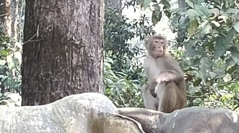 Monkeys are 'begging' for food at Dooars during lockdown