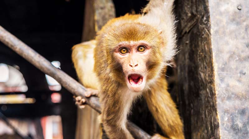 Troop of monkeys steals Tamil Nadu woman's gold jewellery
