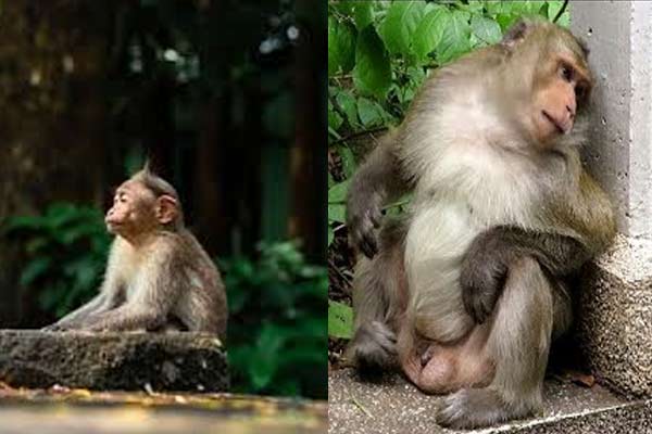 Monkey1